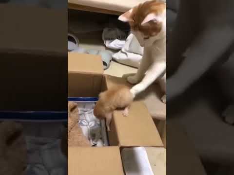 Cute || ❤️❤️❤️