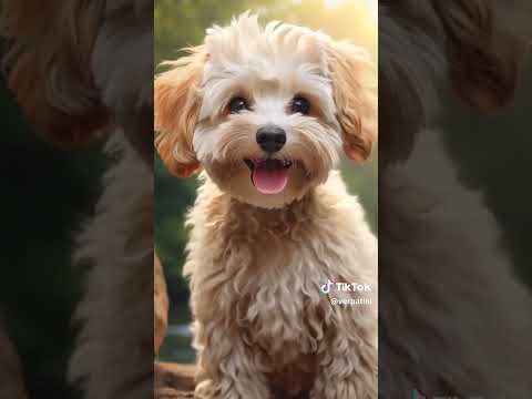 Toy Poodle Özellikleri ve Uyumluluğu