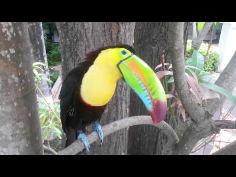 download lagu mp3 mp4 Tucam, download lagu Tucam gratis, unduh video klip Tucam