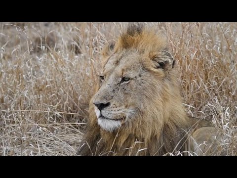 Is the Orpen Lion Coalition in Trouble? On the Beat in the Manyeleti #102