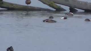 preview picture of video 'Ducks - Ankeny Hill Wildlife Refuge - Jefferson, Oregon'