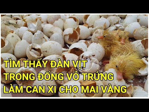 🔴 QBS22152 - TÌM THẤY ĐÀN VỊT TRONG ĐỐNG VỎ TRỨNG XIN LÀM PHÂN Ủ BÓN MAI VÀNG || CAN XI CHO MAI VÀNG