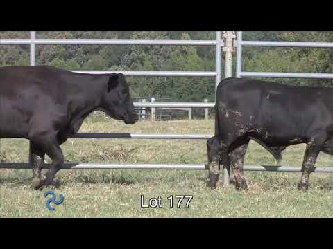 Lot 177 Cain 286D