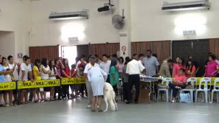 Borzoi @ 343rd MKA All-Breed Championship Dog Show