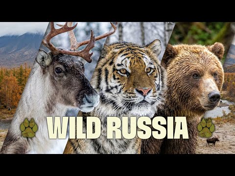 A 3-Hour Expedition Into Russia’s Frozen Frontiers and Forests | FULL DOCUMENTARY | Wild Russia