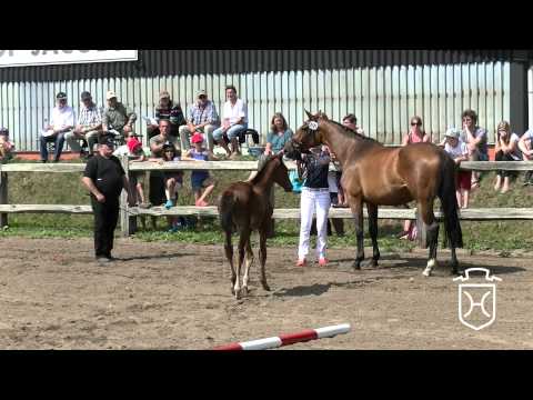 101 Hengstfohlen von Dinken   Contender   Lord Apple Geräte HD Höchste Qualität