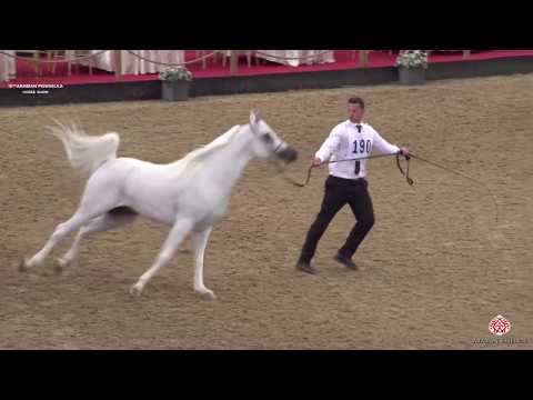 N 190 SULTAN AL RAYYAN   10th Qatar International Arabian Peninsula Horse Show 2020   4 6 Years Old