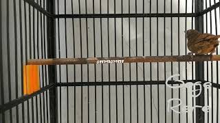 Download lagu Wambi mini Betina / Tieu Mi mp3 Download lagu Wambi mini Betina / Tieu Mi mp3