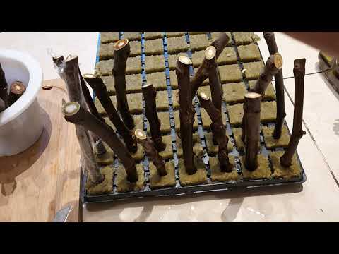 #obstbaum #stecklinge #feigen #trauben selber machen #plants #like #viral #live