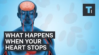 Download lagu Apa yang terjadi ketika jantung Anda berhenti? mp3