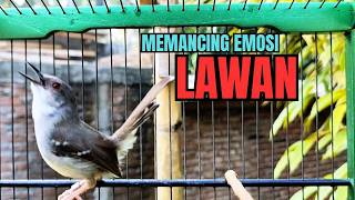 Download lagu CIBLEK GACOR NGEBREN variasi melimpah buat Pancingan Ciblek Semi bahan jadikan ciblek kristal gacor mp3 Download lagu CIBLEK GACOR NGEBREN variasi melimpah buat Pancingan Ciblek Semi bahan jadikan ciblek kristal gacor mp3