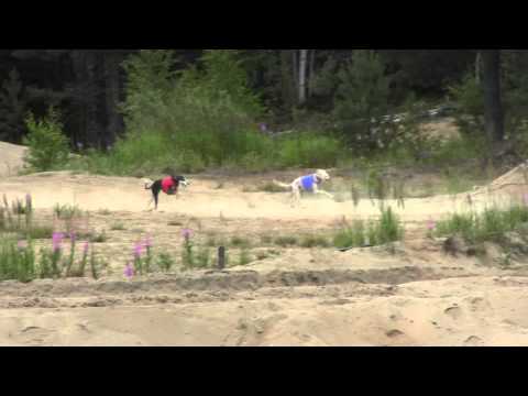 FINAL 16 TRE 12.7.2014 Asarafi Paiyam Baz & Aziz Mitra
