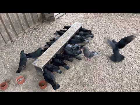 Stellerkröpfer Tauben Bayern