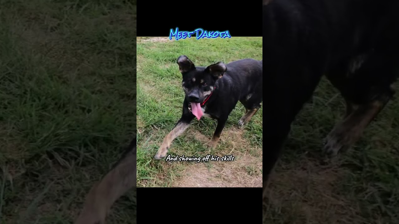 Enlarge Dakota, a Adoptable mixed breed in Plain City, OH video 3/6