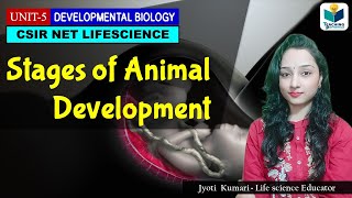 STAGES IN ANIMAL DEVELOPMENT |CSIR NET| DEVELOPMENTAL BIOLOGY