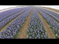 Flowers From Holland