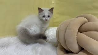 ラグドールの動画01
