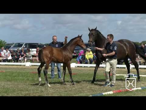 NF029 Hengstfohlen von Quibery   Cormint   Cassini I