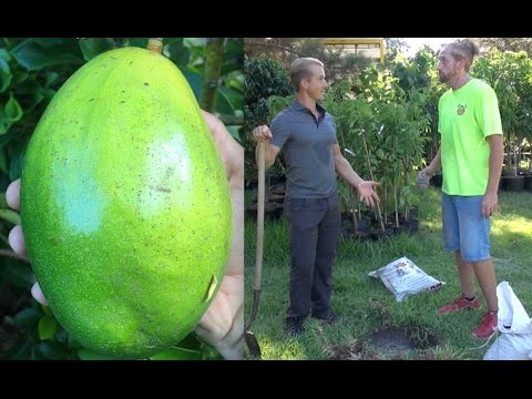 download lagu mp3 mp4 What Soil For Avocado Plant, download lagu What Soil For Avocado Plant gratis, unduh video klip What Soil For Avocado Plant