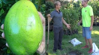 The Perfect Soil for Planting an Avocado Tree - Amazing!