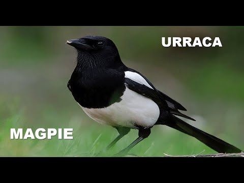 URRACA | MAGPIE | Pica pica