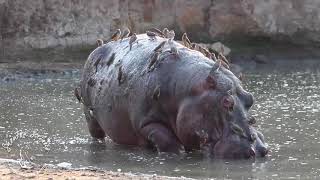 Shenton Safaris: Old Hippo Bull on his Last Legs