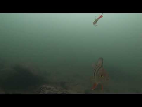 Siian, ahvenen ja nilsun kohtaaminen