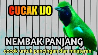 Download lagu Pancingan Cucak Ijo Bongkar Isian kuntilanak Mix Mesin Jahit Kasar mp3