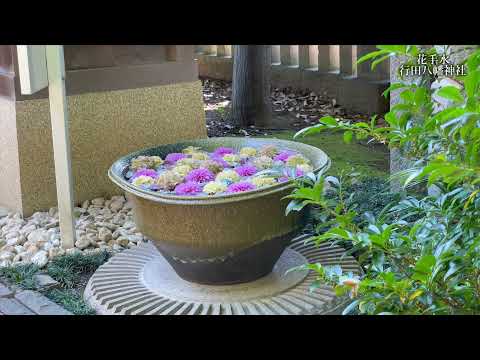 【4K】＊行田おでかけ＊花ガイド