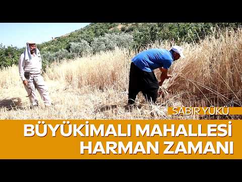 1 Yıllık Emeğin Karşılığı! Türkoğlu Büyükimalı Mahallesi Buğday Hasadı Ahmet Gözel'in Sabır Hikayesi