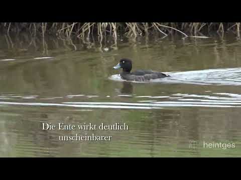 Heintges - Sicher durch die Jägerprüfung - Reiherenten
