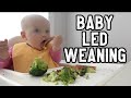 WHAT MY 8 MONTH OLD EATS IN A DAY | Baby led weaning