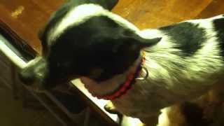 A new tactical look for your pets prepper style!