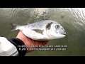 Very Cool Seagull Eat Fish Action Camera Underwater