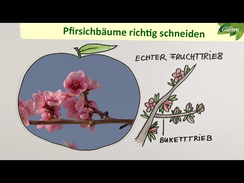 Einen Pfirsichbaum richtig schneiden | MDR Garten