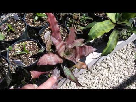 Cryptanthus bromeliads explained earthstars container potted plants care maintenance