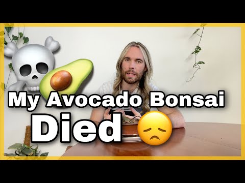 My Avocado Bonsai DIED - Let's talk about what went wrong.