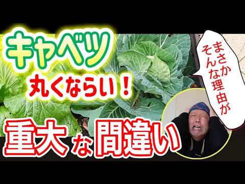 園芸 キャベツヤシ、パルメット、サバルヤシ