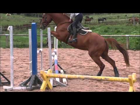 PVA Easy Beach v. Esteban xx - geb. 2011 - Geländepferde siegreich