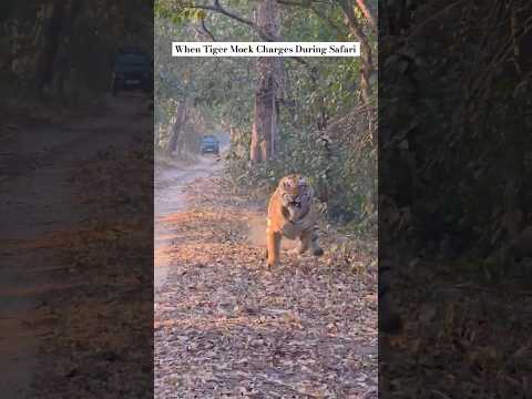 Pilibhit Tiger Reserve , India #nature#pilibhit#wildlife#tiger#animals#latest#viralshorts