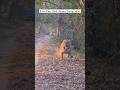 Pilibhit Tiger Reserve India Nature Pilibhit Wildlife Tiger Animals Latest Viralshorts