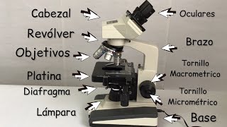 El microscopio y sus partes (Explicación de cómo funciona) #clasesdebiología