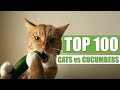 TOP 100 CATS Vs CUCUMBERS