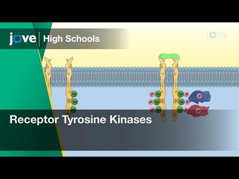 Receptor Tyrosine Kinases | Cell Bio | Video Textbooks - Preview