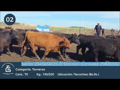 Lote Machos - Necochea Bs As