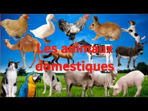 Les animaux domestiques