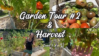 Harvesting Tomatoes, Peppers & Herbs | Raised Bed & Hydroponic Garden Update