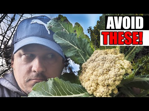 Harvesting Your Garlic The Definitive Guide For Beginners