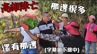 Re: [問題] 鳳山溪發現綠鬣蜥