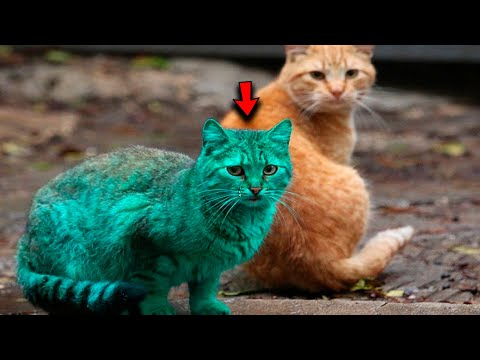 Green Cat Stopped Trusting People, Every Day He Meowed Pitifully, Hoping For Help